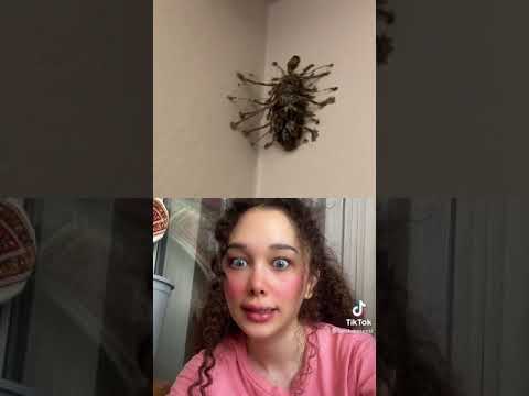 beste köse nin tik tok video su