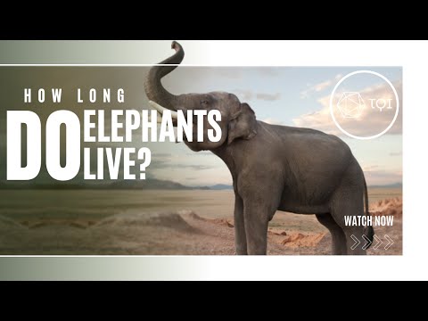 Video: The lifespan of an elephant. How many years does an elephant live in different conditions?