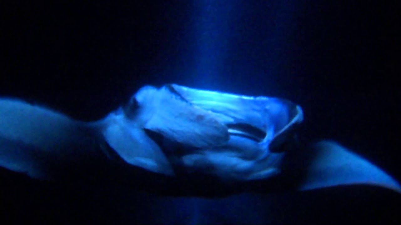 Swimming With The Manta Rays Big Island Swimming With The Manta Rays Big Island
