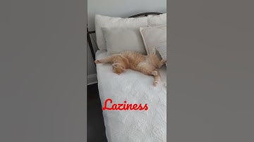 My Lazy Cat #shorts #shortvideo #trending #cats
