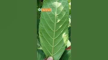 Cây Gối Hạc – Bí quyết dân gian trị thoái hóa, đau nhức xương khớp