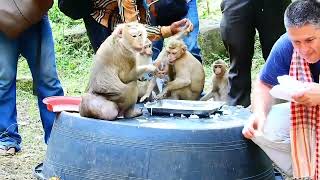 Amazing Momma And Brother Take Care Cute Baby Animals by Baby Monkey 540 views 1 month ago 10 minutes, 21 seconds