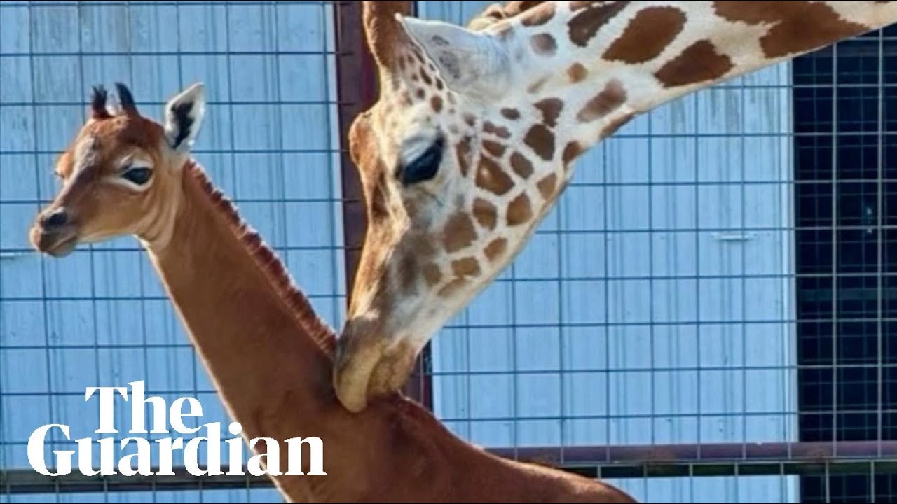 A rare baby giraffe was born without spots, a Tennessee zoo says