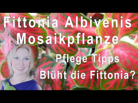 Video: Fittonia: Alle Nuancen Der Pflege Einer Blume Zu Hause + Fotos Und Videos