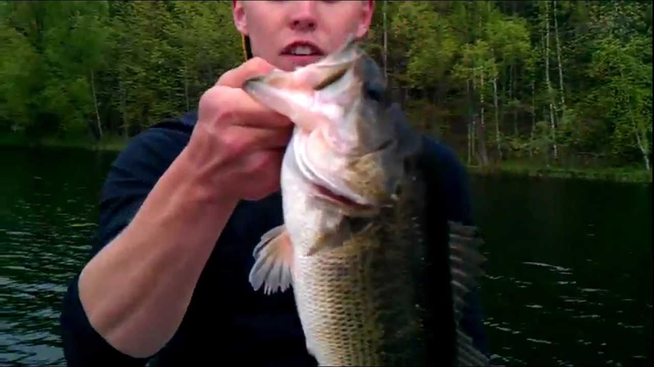 Huge Largemouth Bass caught in Minnesota YouTube
