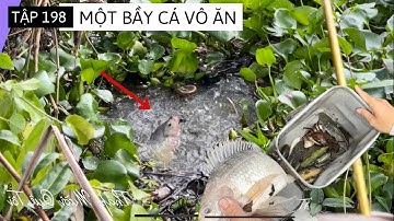 Tập 198 - Câu Cá Rô Đồng Chạm Mặt Cá Rô Phi Khủng Vô Ăn Lên Tim