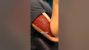 How Muscles Grow? 💪 (3D Animation)