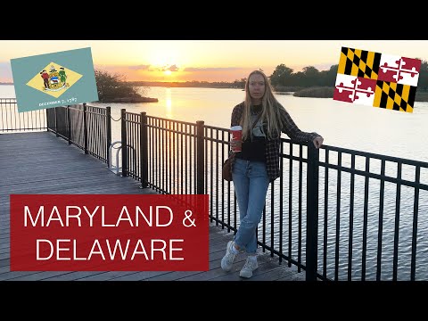 Video: Мэриленд фермасынан 130дан ашык тойбогон жылкылар куткарылды
