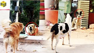 Dogs Funny Prank | Latest Funny Prank 2022| Prank in India |Fun Boost.