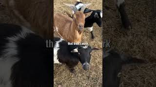 A Malaysian Professor Spent 20 Years Studying Dead Goats