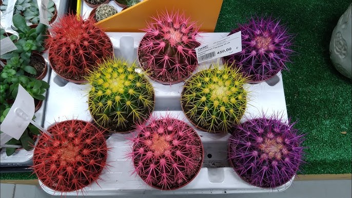 Менің косыма кактус қадады