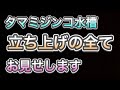 タマミジンコ水槽の立ち上げ方、全て見せます！！