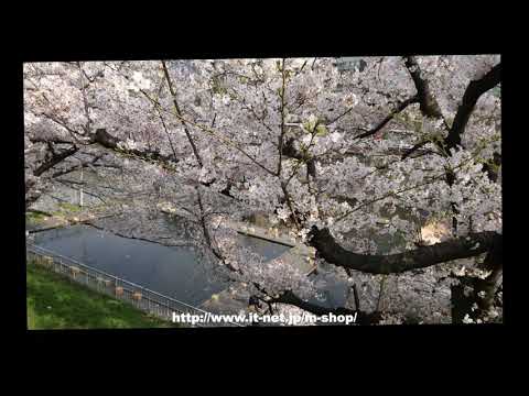 外堀、靖国通り、田安門、北の丸公園の桜 2021年3月16日～2021年3月26日（令和3年）