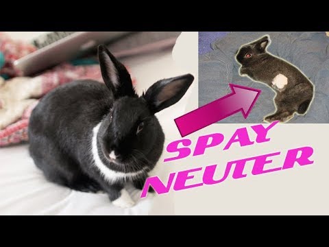 vets that neuter rabbits near me