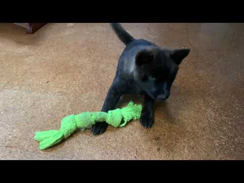 甲斐犬のキク部屋で遊んでいます #Shorts
