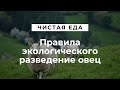 Правила экологического разведение овец \ Чистая еда