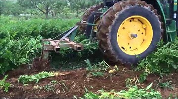 Harvesting Parsnips