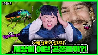 [이거알아-곤충]이렇게 무서운 곤충🪲들이 존재한다고?!🔥ㄷㄷㄷ세상에서 가장 큰 곤충부터 가장 사람을 많이 죽인 곤충까지?!