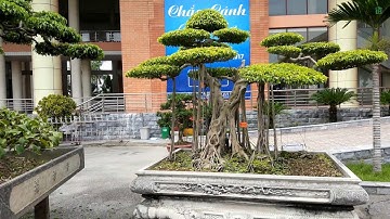 Dàn Bonsai Đẹp Của Nghệ Nhân Phạm Ngọc Tạo - Triển Lãm Cây Cảnh Bắc Ninh 2017