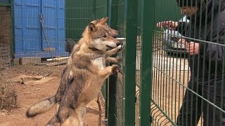 Как поймать волка голыми руками Как поймать волка голыми руками