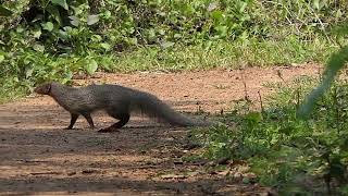 Asian Grey Mongoose