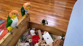 Sunny the caique meeting Mango...'ish'!