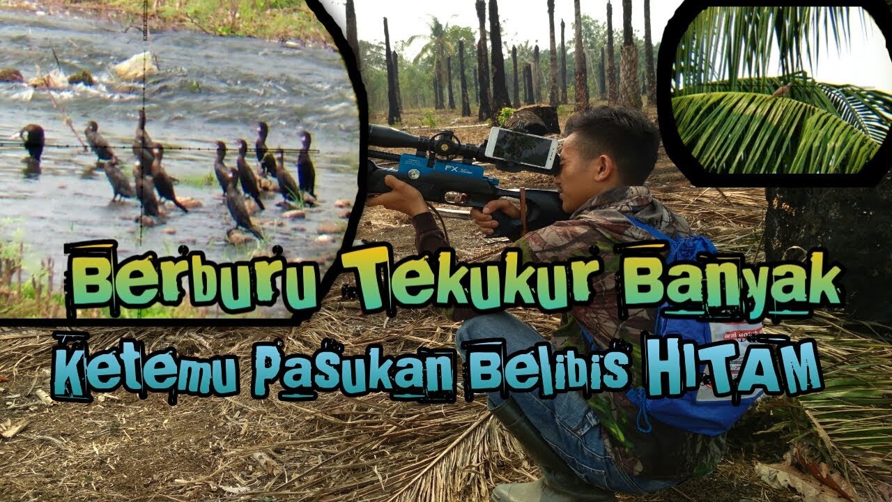 Berburu Burung Tekukur Ketemu Pasukan Burung Belibis Hitam Youtube