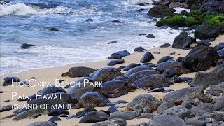 Honu (Hawaiian Green Sea Turtles) at Ho&#39;Okipa Beach Park on Maui - Highlights