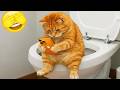 Cute And Funny Cats 😻 The Greatest Ultimate Cat Compilation 2026