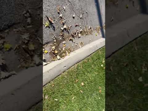 This Dewalt Lawn Edger Is A Game Changer Definitely Would Recommend Purchasing It 