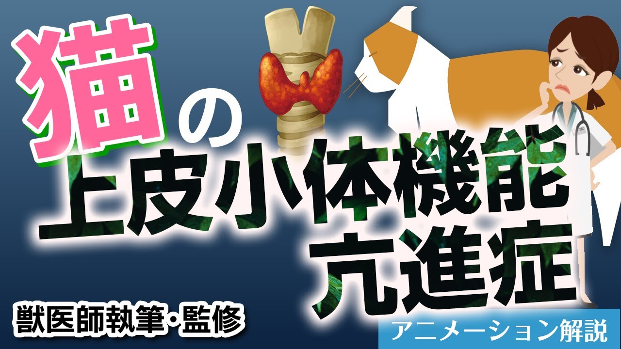 猫の上皮小体機能低下症について【獣医師執筆監修】症状から治療方法まで