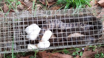Bẫy rắn 63. Thăm bẫy rắn lần đầu bẫy được con hổ vện để trứng trong lồng