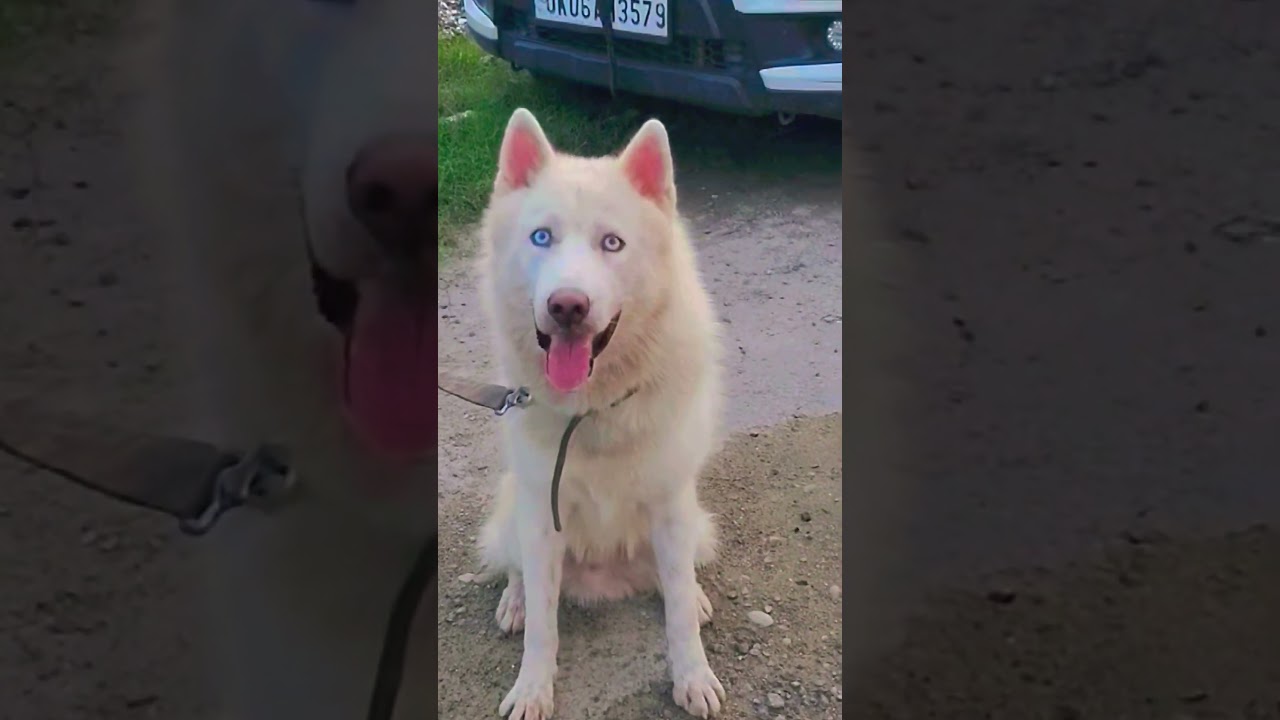 Dog German shepherd white 🐻‍❄️