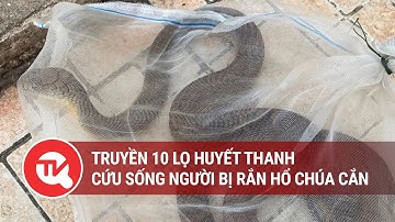 Truyền 10 lọ huyết thanh cứu sống người bị rắn hổ chúa cắn | Truyền hình Quốc hội Việt Nam