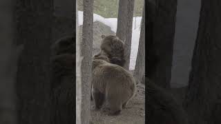 Playful Bears Engage in a Friendly Brawl