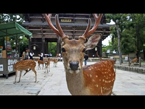 Káº¿t quáº£ hÃ¬nh áº£nh cho cÃ´ng viÃªn hÆ°Æ¡u nara