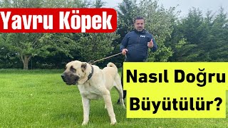 YAVRU KÖPEKLER NASIL DOĞRU BÜYÜTÜLÜR? ￼