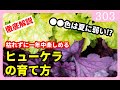 【ガチ生産者が徹底解説】ヒューケラの育て方 園芸 ガーデニング 初心者 by 園芸チャンネル 303