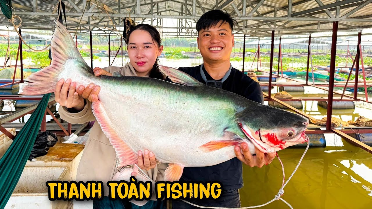 Bất ngờ !!! câu được cá tra khủng.