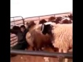 Sheep Butt Child Funny Video