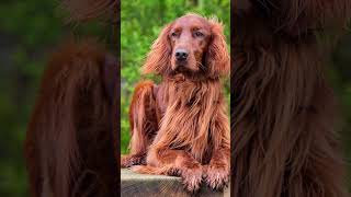 Irish Setter: Dog Breed With Long Silky Red Coats