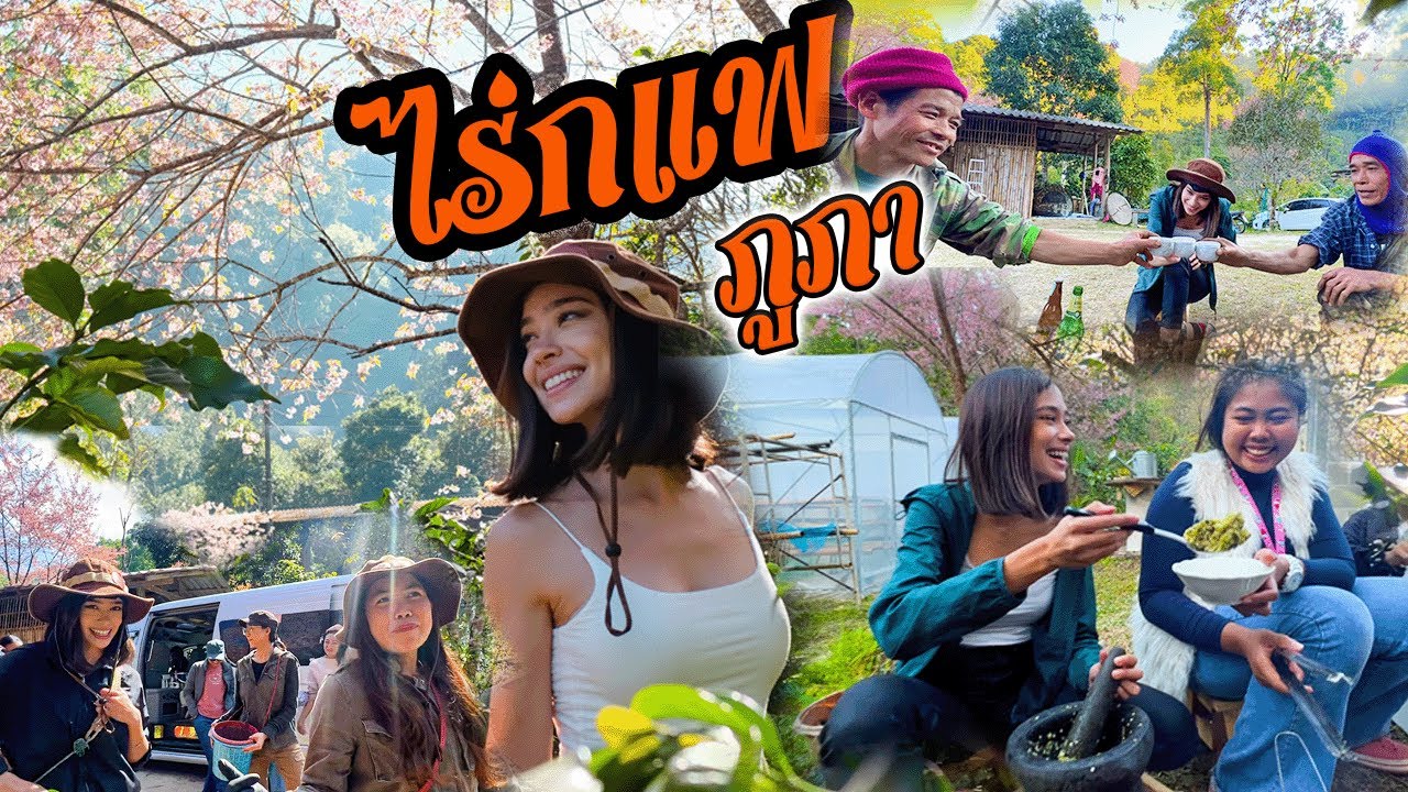สาวบราชิลเที่ยวไร่กาแฟที่มีชากุระบานที่ไร่แม่ตอนหลวง | ไร่กาแฟสวยมาาาก!!!!