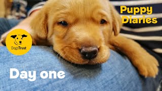 Day One With A New Puppy Dogs Trust