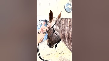 Tying a Rope Halter #applythemethod