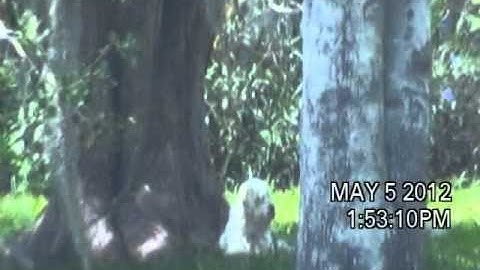 Actual Video Surveillance that was obtained by the insurance Company