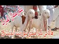 Halani Bakra Mandi new rate update #2025 #qurbanvlogs #cattlemarket #cow #cowmandi #eiduladha2025 #