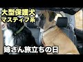 大型マスティフ系保護犬・ブラン姉さんと別れの日【114 116日目】