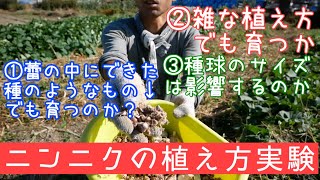 自家採種のニンニクを色々なやり方で植えてみた【定植実験】2019年10月9-30日/農業ユーチューバー