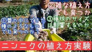 自家採種のニンニクを色々なやり方で植えてみた【定植実験】2019年10月9-30日/農業ユーチューバー