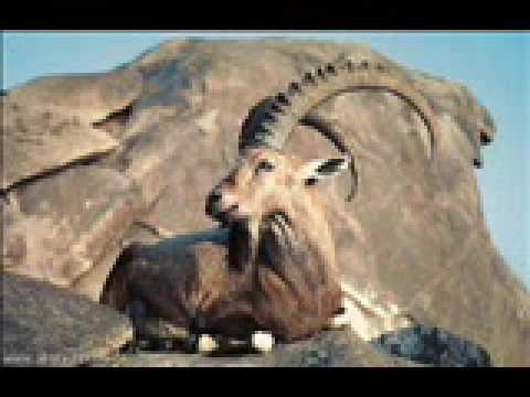 زمانك يابن مصلح العامري الزهراني